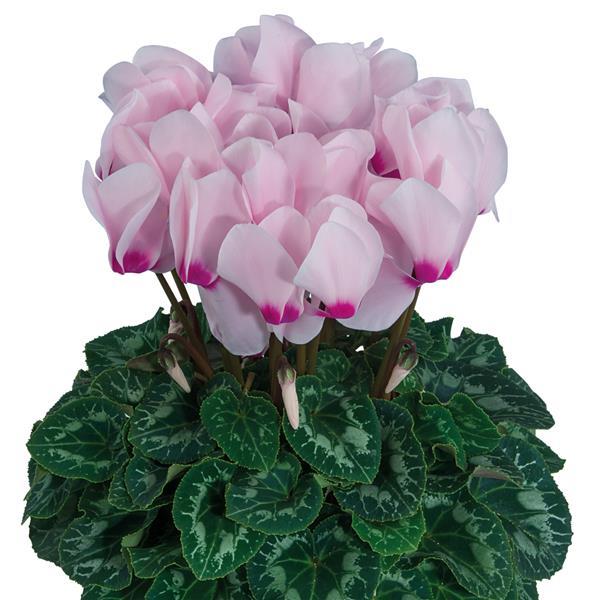 Latinia® Success Light Pink Eye Cyclamen - Bloom
