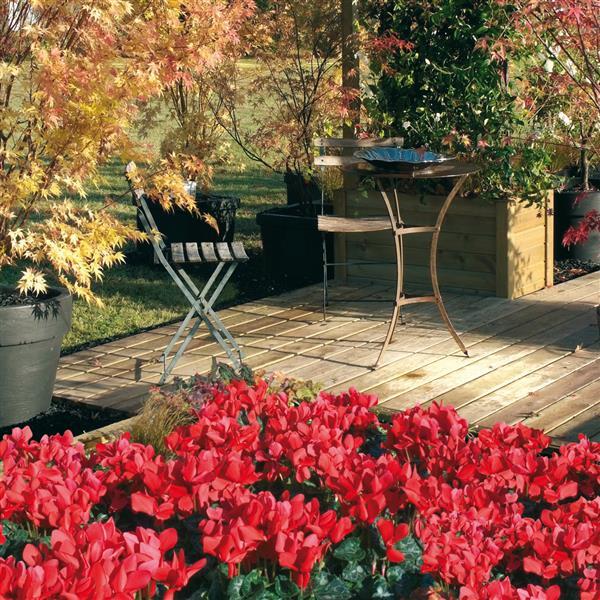 Latinia® Success Bright Red Cyclamen - Landscape