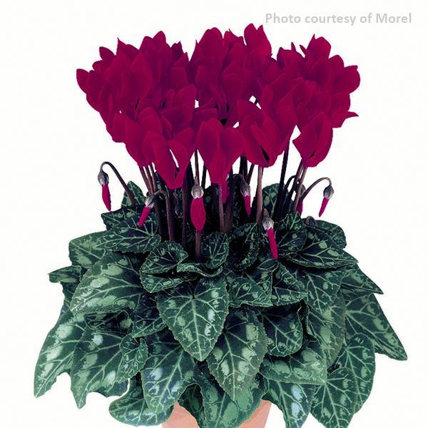 Metis® Deep Magenta Cyclamen - Bloom