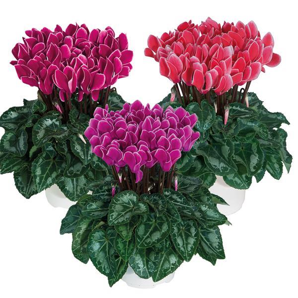 Metis® Edge Mix Cyclamen - Bloom