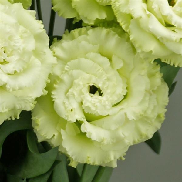 Celeb 2 Green Lisianthus - Bloom
