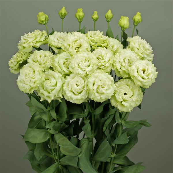 Celeb 2 Green Lisianthus - Container