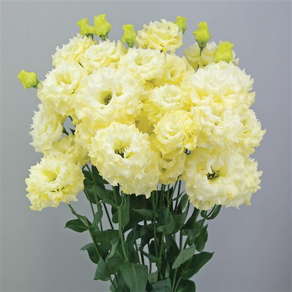 Celeb 2 Yellow Lisianthus - Container