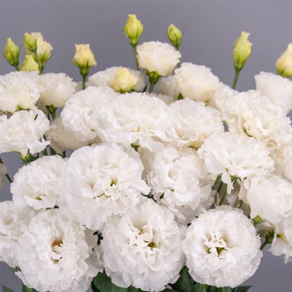 Celeb 3 White Lisianthus - Bloom