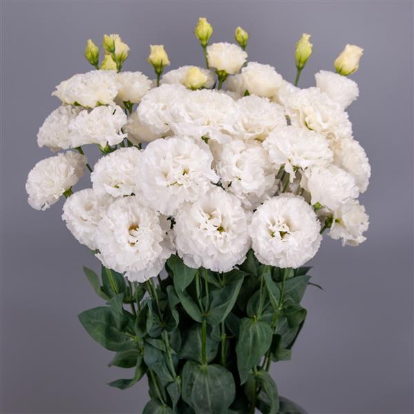 Celeb 3 White Lisianthus - Container
