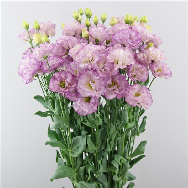 Celeb 2 Lilac Lisianthus - Bloom