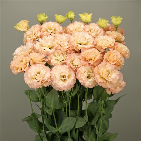 Celeb 2 Apricot Lisianthus - Bloom