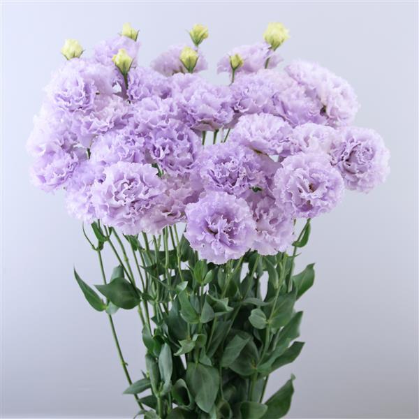Celeb 1 Lavender Lisianthus - Container