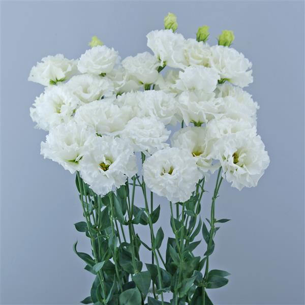 Celeb 1 Vanilla Lisianthus - Container
