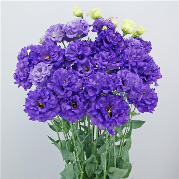 Celeb 1 Violet Lisianthus - Container