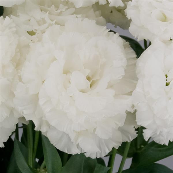 Celeb 2 Crystal Lisianthus - Bloom