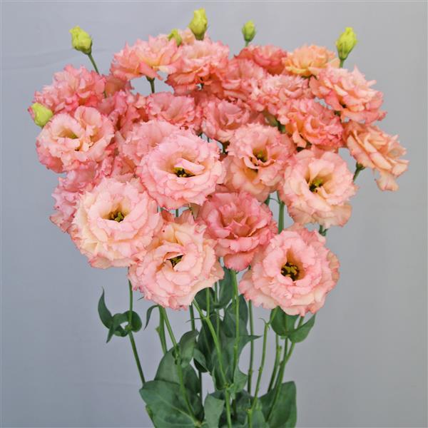 Celeb 2 Honey Pink Lisianthus - Container