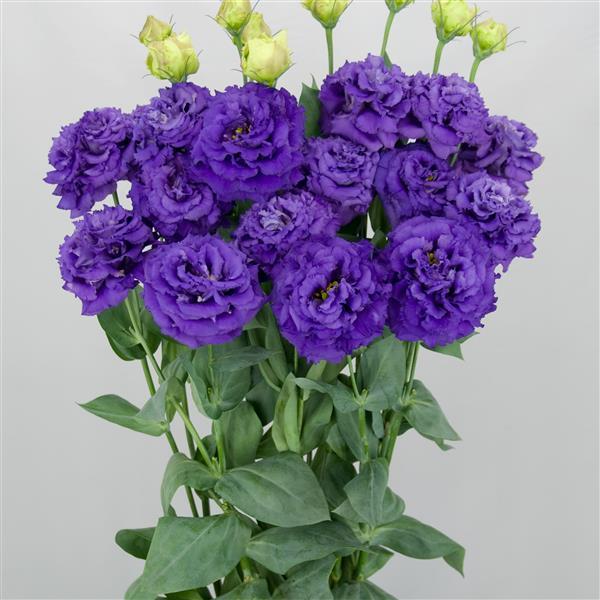 Celeb 2 Navy Lisianthus - Container