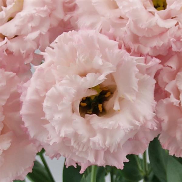 Celeb 2 Queen Lisianthus - Bloom