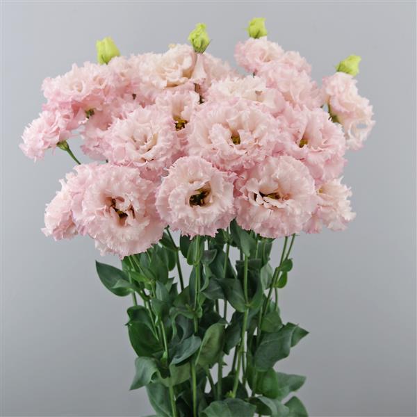 Celeb 2 Queen Lisianthus - Container