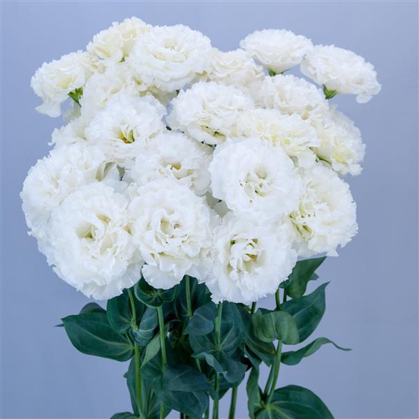 Celeb 2 Snow Lisianthus - Container