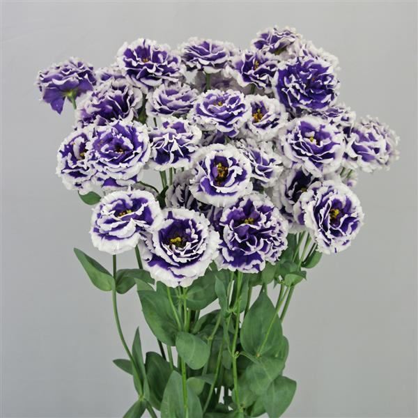Celeb 2 Turn Blue Lisianthus - Bloom