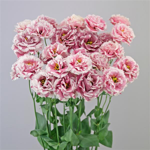 Celeb 2 Turn Red Lisianthus - Container