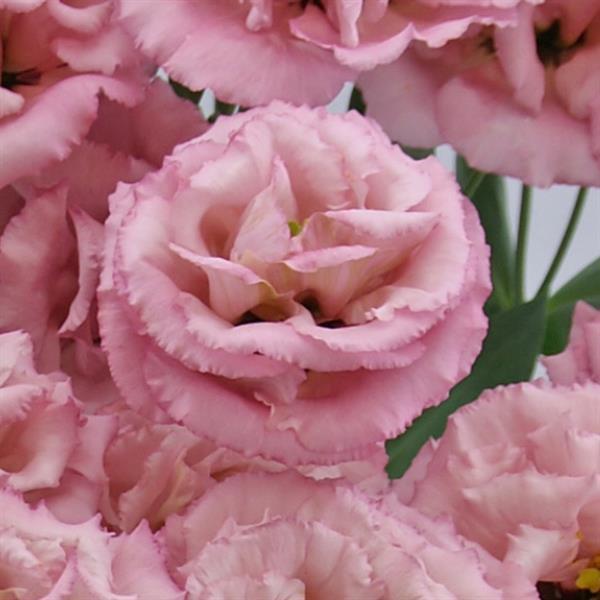 Celeb 3 Raspberry Lisianthus - Bloom