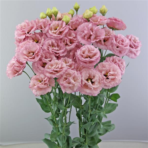 Celeb 3 Raspberry Lisianthus - Container