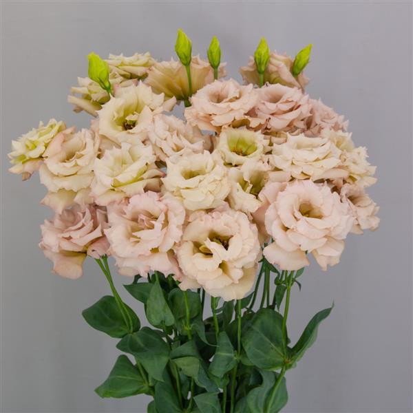 Celeb 1 Beige Neo Lisianthus - Bloom