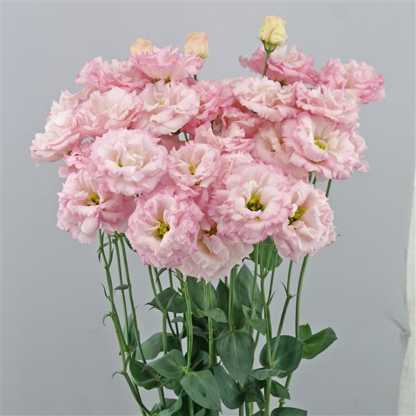 Celeb 1 Sakura Pink Lisianthus - Container