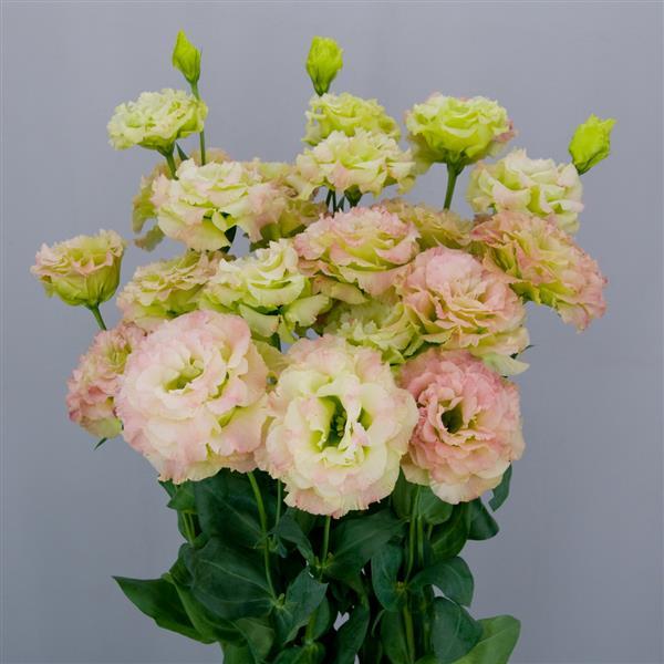 Celeb 2 Pink Diamond Lisianthus - Bloom