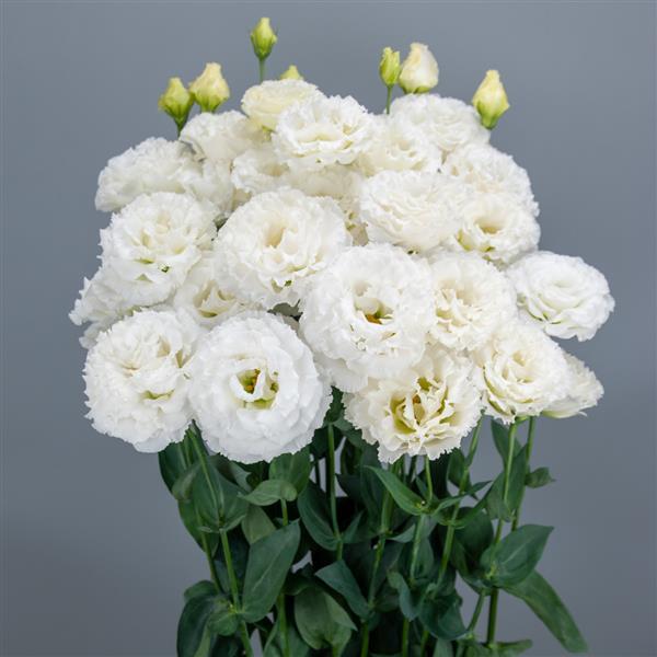 Celeb 3 Crystal Lisianthus - Container