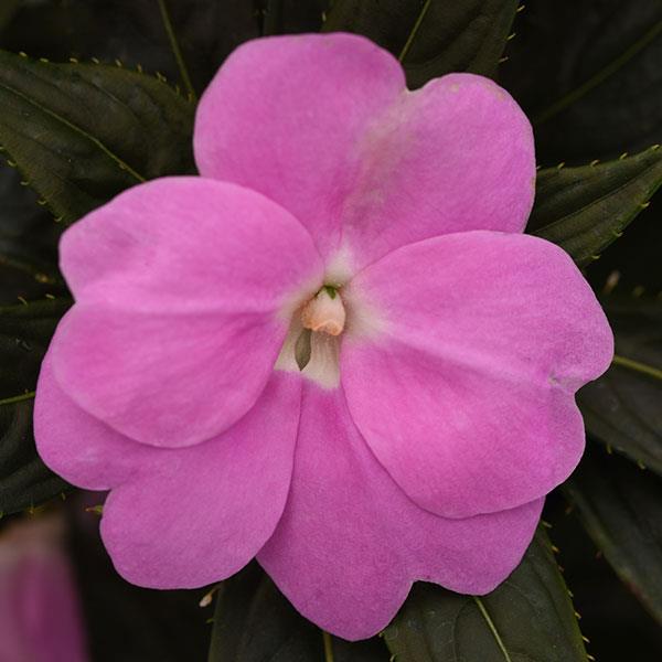 Clockwork™ Lavender New Guinea Impatiens - Bloom