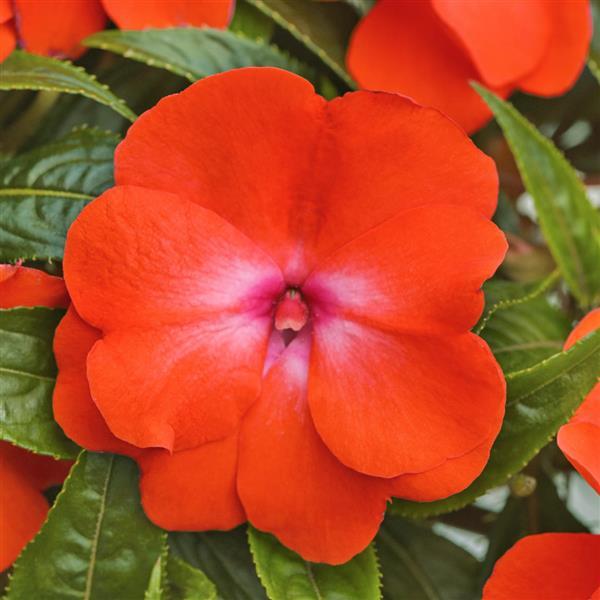 Clockwork™ Orange Glow New Guinea Impatiens - Bloom