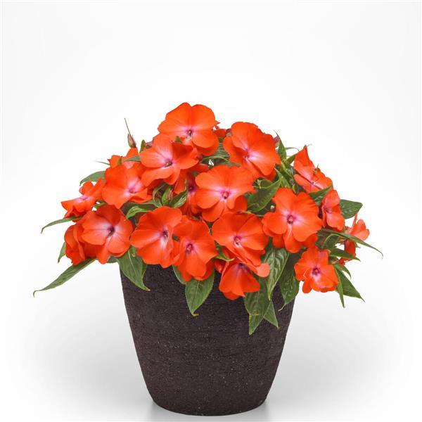 Clockwork™ Orange Glow New Guinea Impatiens - Container