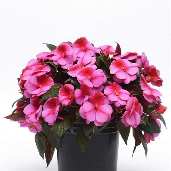 Clockwork™ Pink Star New Guinea Impatiens - Container