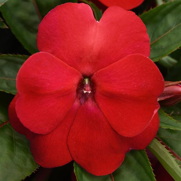 Clockwork™ Red New Guinea Impatiens - Bloom