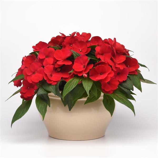Clockwork™ Red New Guinea Impatiens - Container