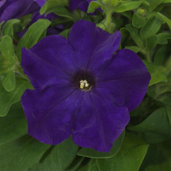 Ez Rider® True Blue Petunia - Bloom