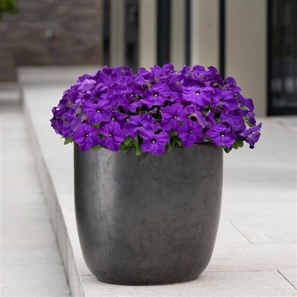 Ez Rider® True Blue Petunia - Container