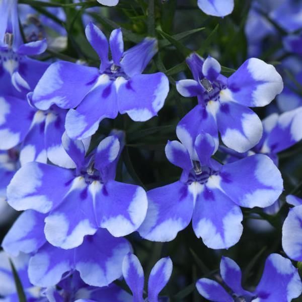 Magadi™ Compact Blue Bay Lobelia - Bloom