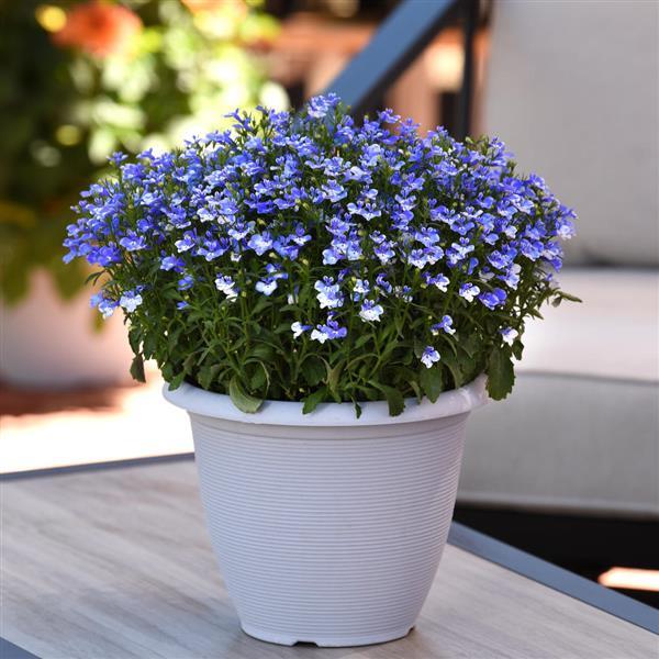 Magadi™ Compact Blue Bay Lobelia - Container
