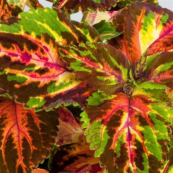 Superfine Rainbow Multicolor Coleus