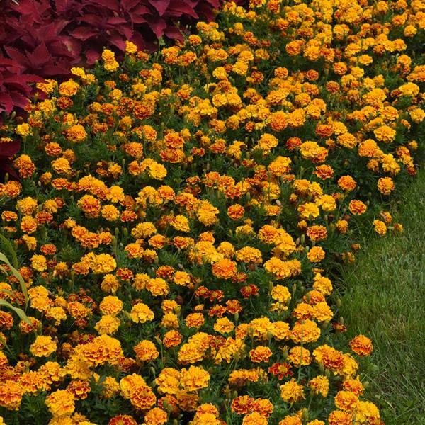 Bonanza™ Bee French Marigold - Landscape