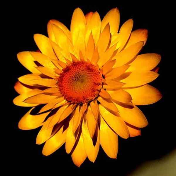 Mohave™ Basket Yellow Bracteantha - Bloom