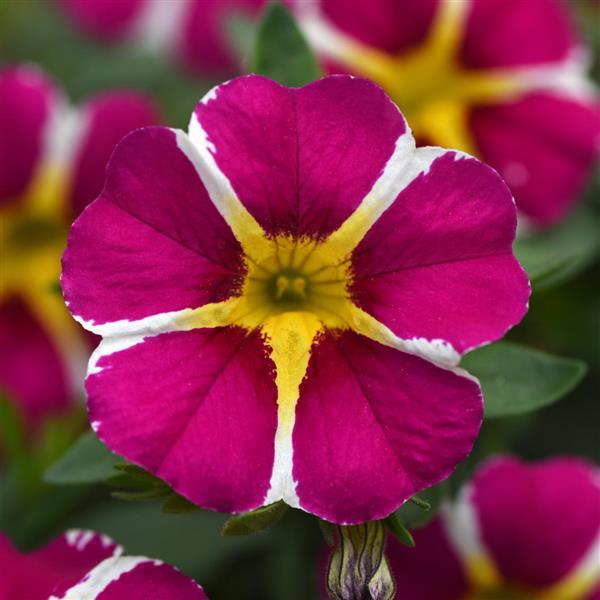 MiniFamous® Neo Magenta Star Calibrachoa - Bloom