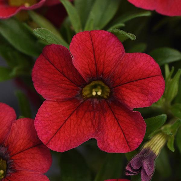 MiniFamous® Uno Red Calibrachoa - Bloom