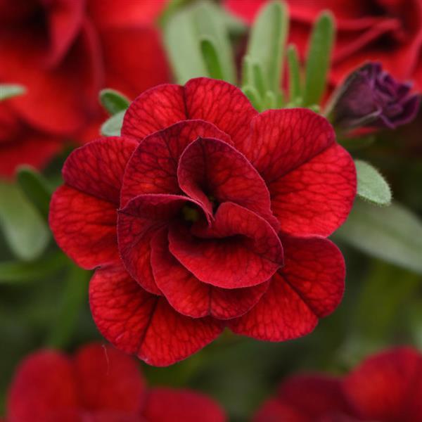 MiniFamous® Uno Double Red Calibrachoa - Bloom