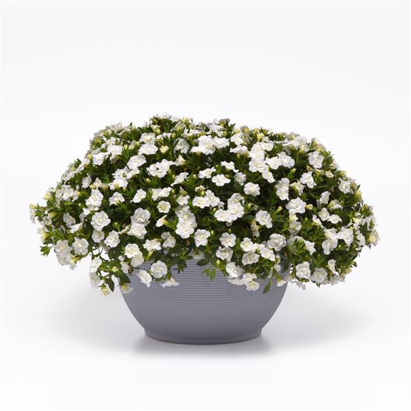MiniFamous® Uno Double White Calibrachoa - Container