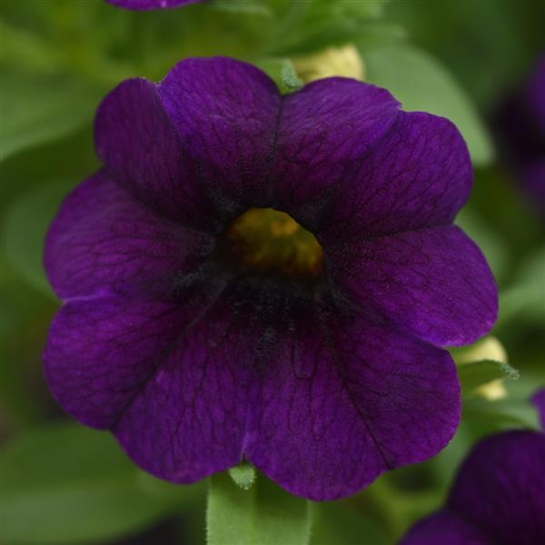 MiniFamous® Uno Dark Blue Calibrachoa - Bloom