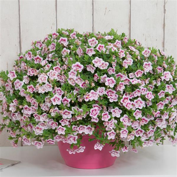 MiniFamous® Uno Double PinkTastic Calibrachoa - Container