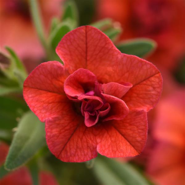 MiniFamous® Uno Double Orange Calibrachoa - Bloom