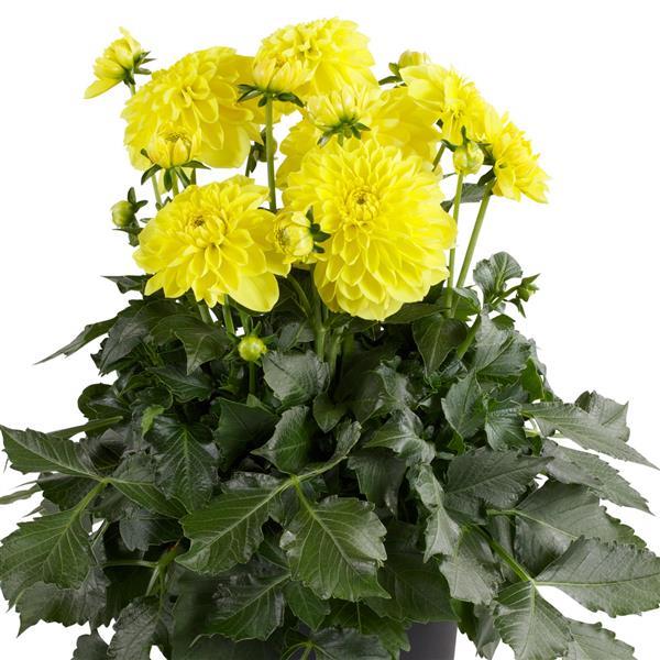Venti™ Lemon Dahlia - Container