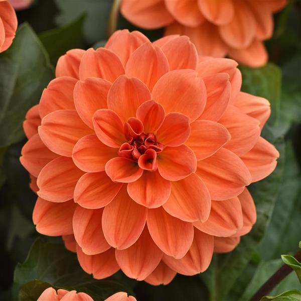 Venti™ Mango Dahlia - Bloom